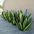 Lâmpada decorativa estilosa em forma de agave que realça a beleza natural do espaço