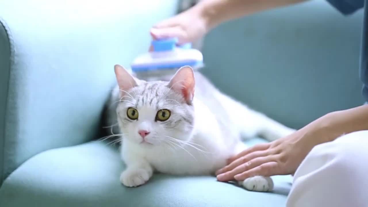 Spazzola per Toelettatura Sleek Glide – Rimozione Facile del Pelo & Massaggio Rivitalizzante