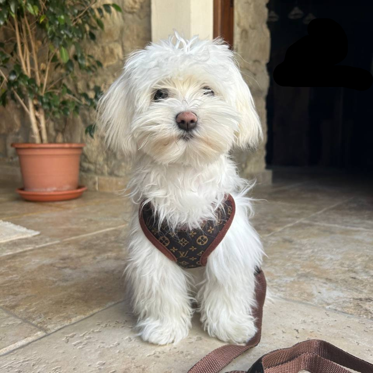 Set di Imbracatura e Guinzaglio – PawLuxe