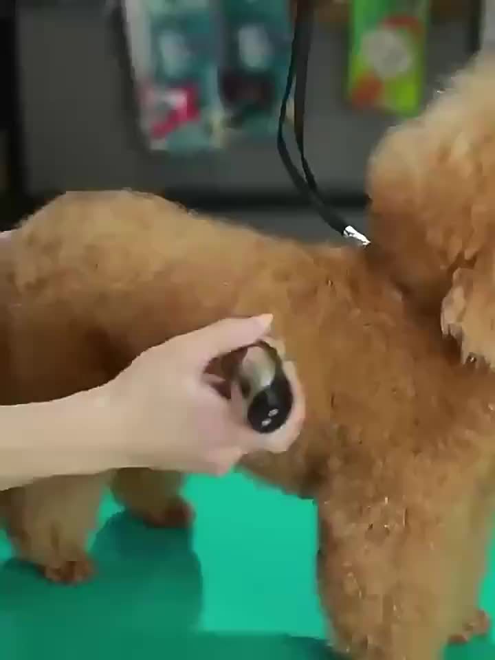 Tagliacapelli Wireless per Animali – Ricaricabile via USB e Silenzioso per Cani e Gatti