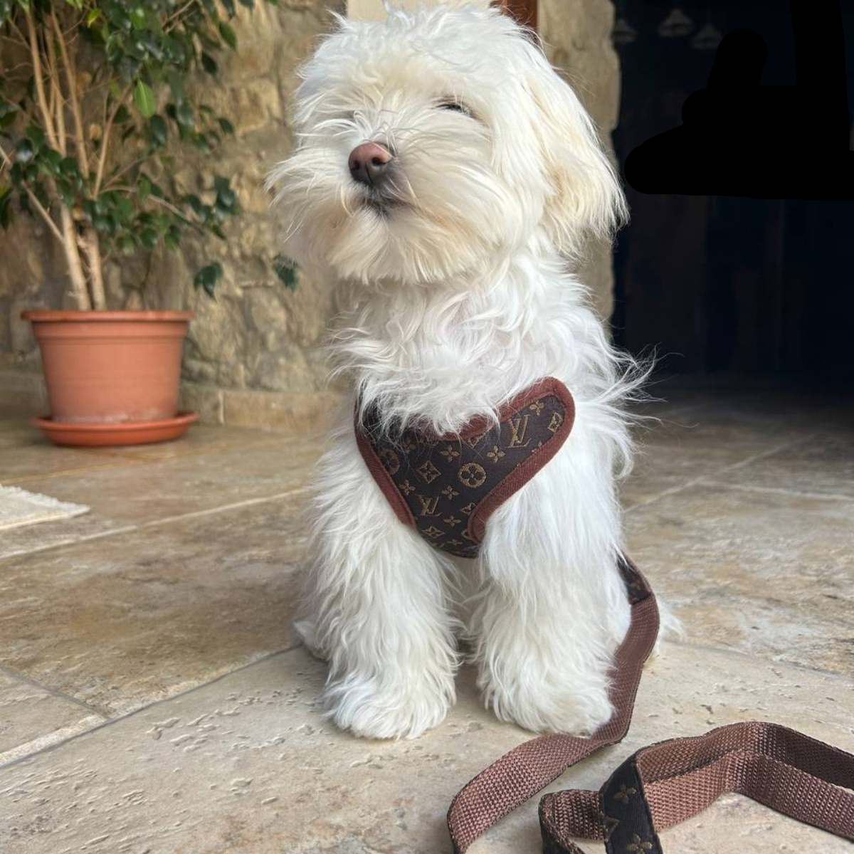 Set di Imbracatura e Guinzaglio – PawLuxe