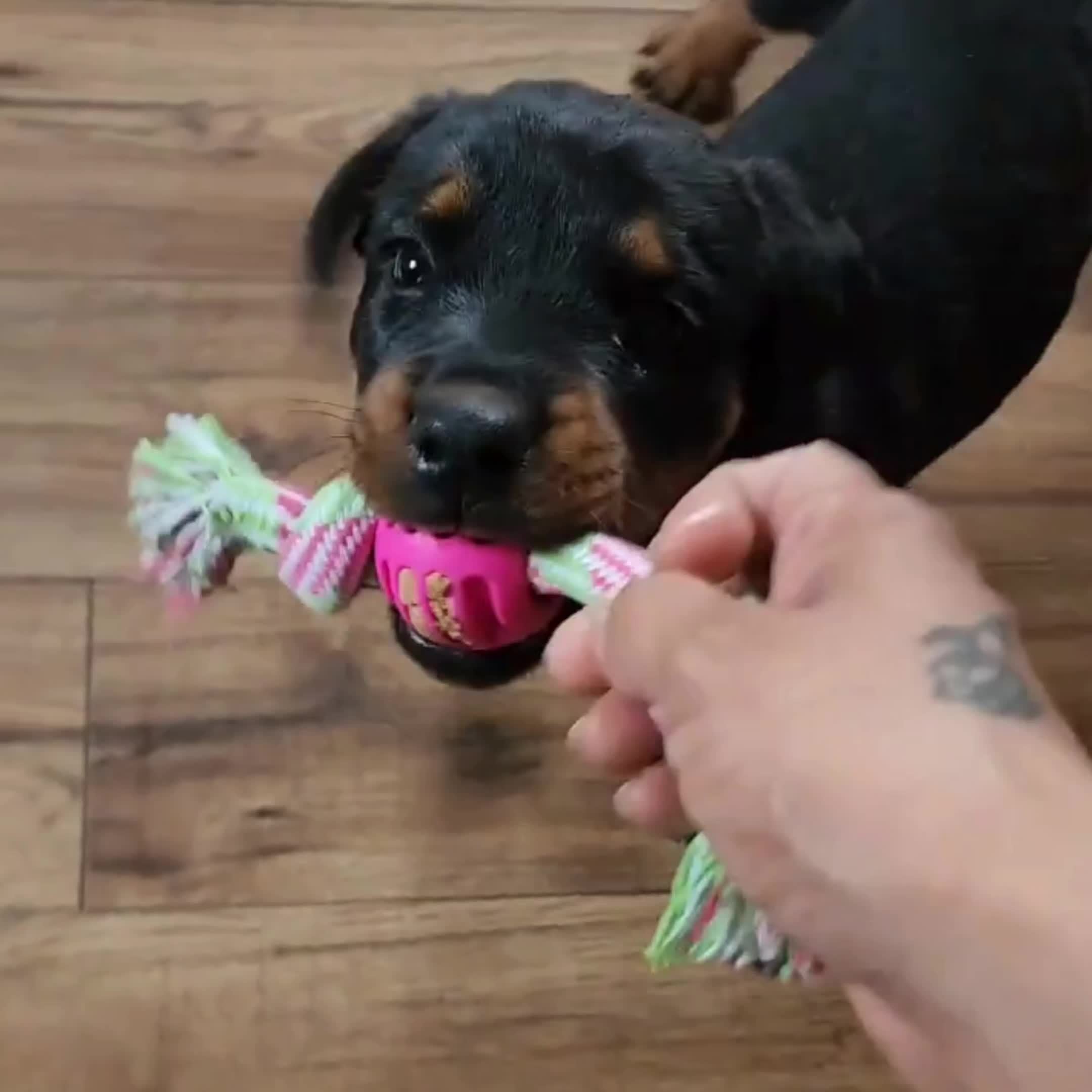 Giocattolo Interattivo da Masticare per Cani – Con Nodi Colorati e Palla di Gomma