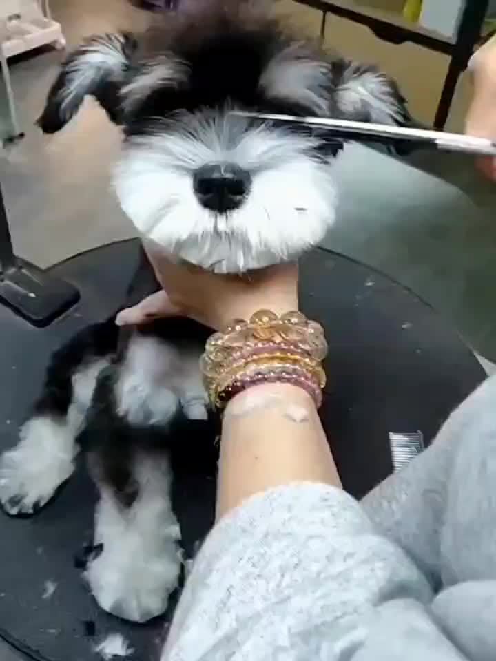 Set Professionale per Toelettatura di Animali Domestici – Forbici e Pettine per una Toelettatura Perfetta di Cani e Gatti