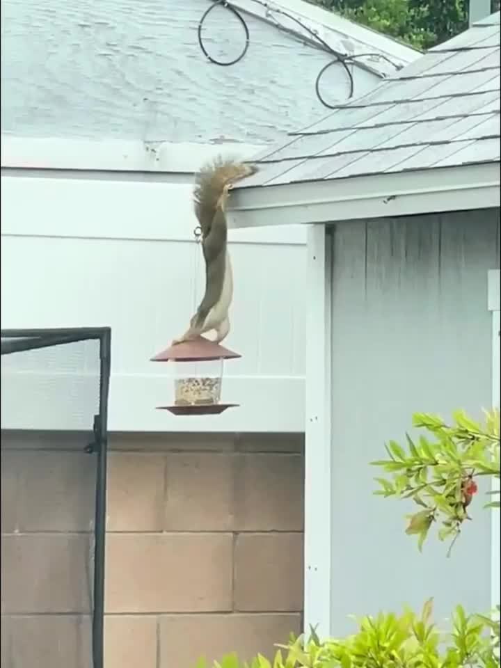 Stazione per Mangimi a Forma di Fungo – Pratica e Decorativa per Giardini e Spazi Esterni