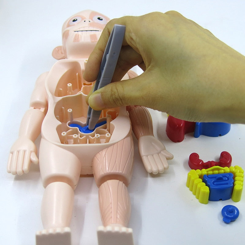 Set di Anatomia Educativa per Bambini – Dr. Bones