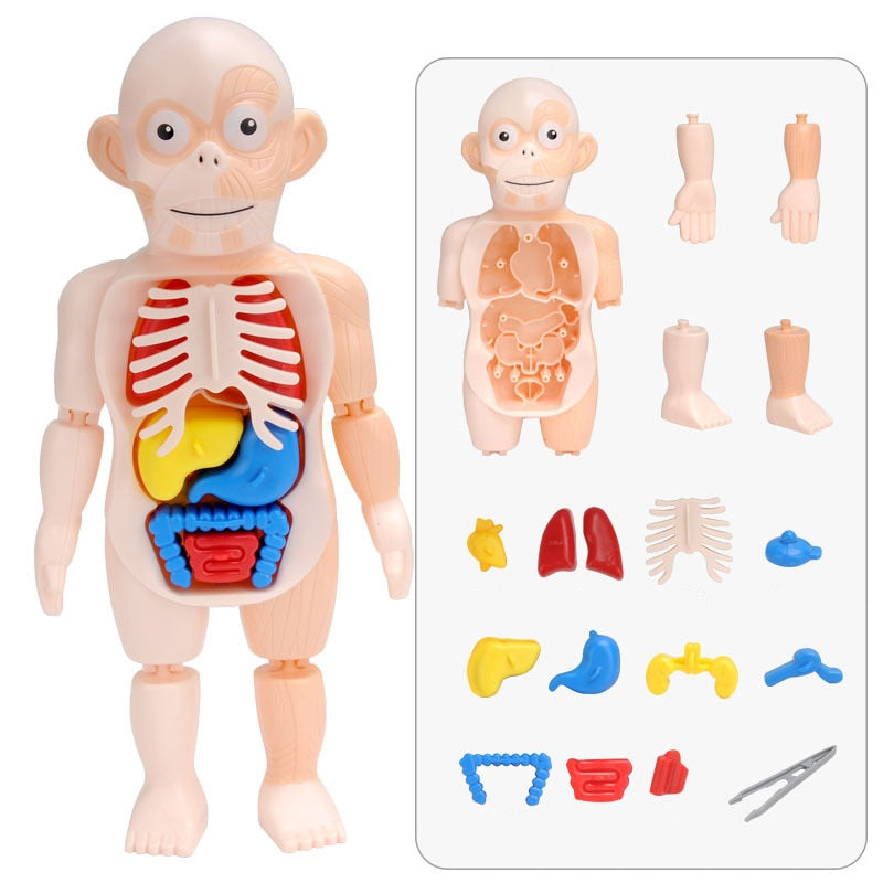 Set di Anatomia Educativa per Bambini – Dr. Bones