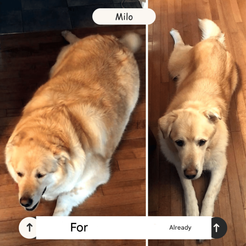 Lancia Palline Ricaricabile per Cani – FetchPro