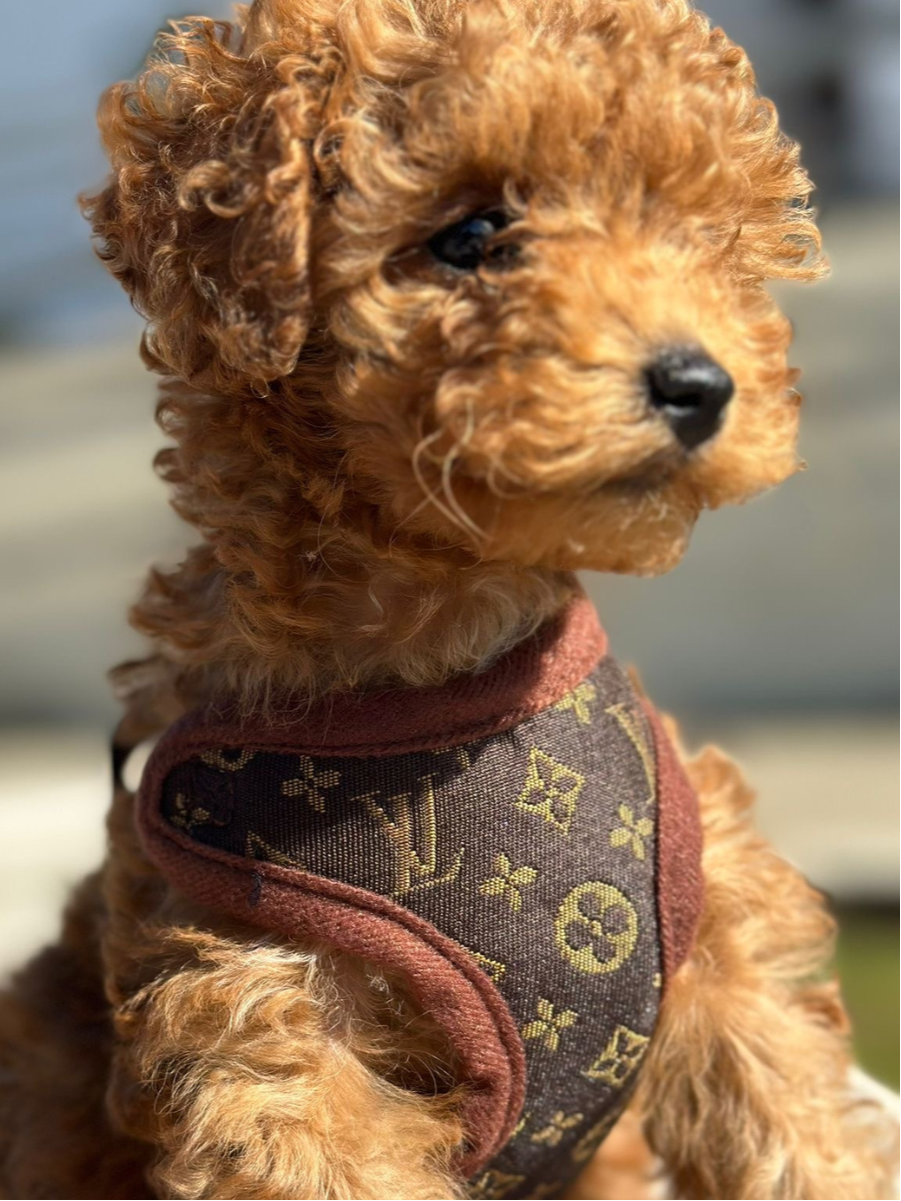 Set di Imbracatura e Guinzaglio – PawLuxe