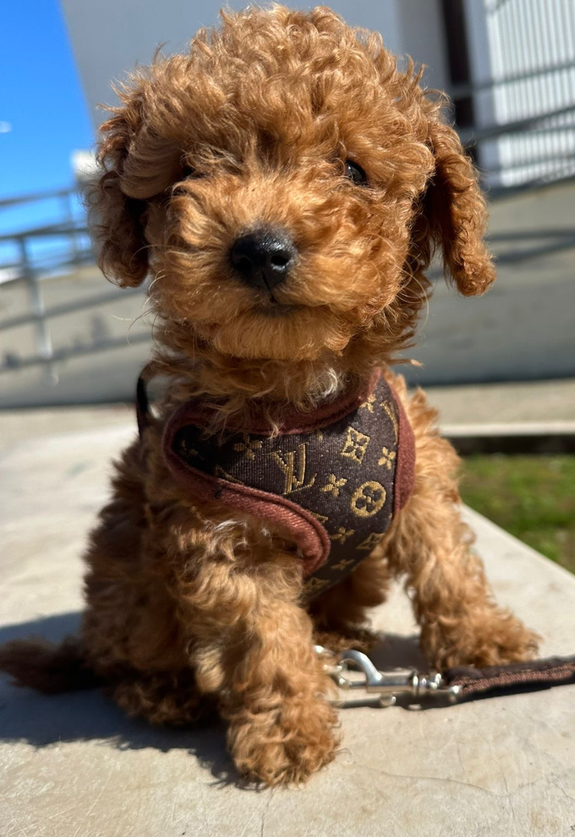 Set di Imbracatura e Guinzaglio – PawLuxe