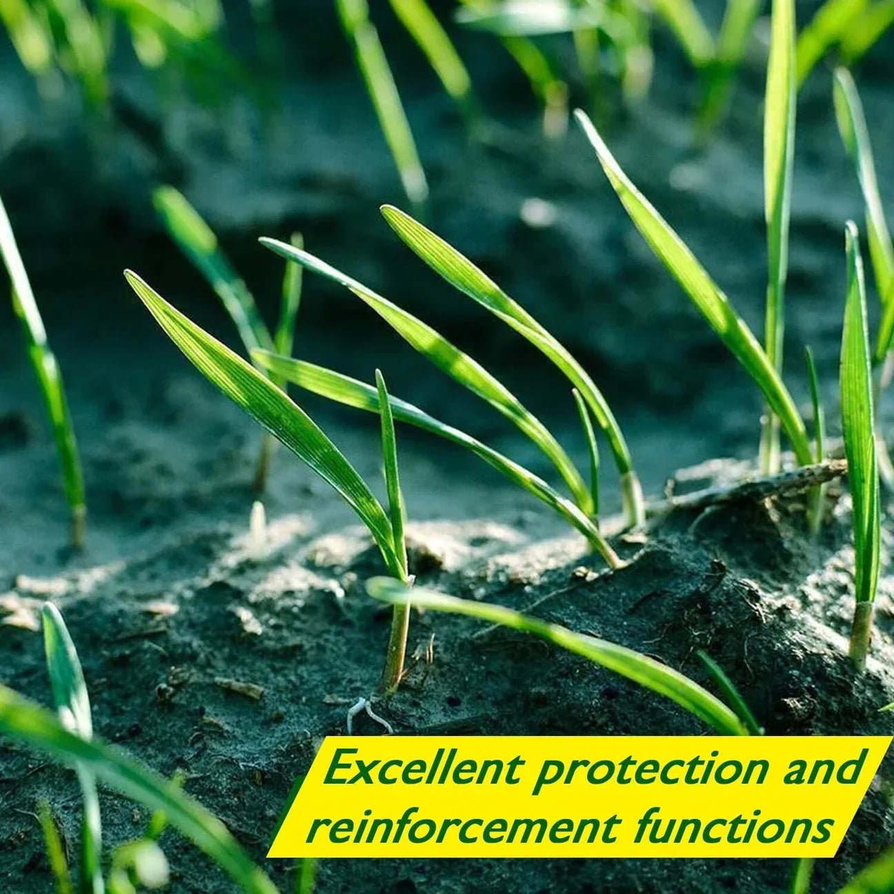 Tappeto di Semi per Prato Biodegradabile - Verdi