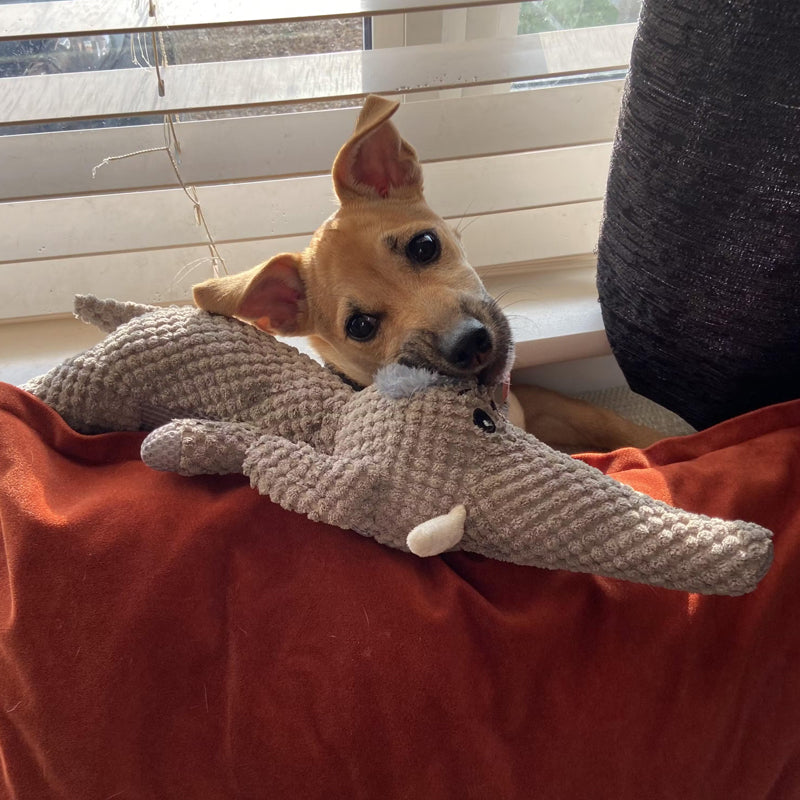 Giocattolo per Cani Indistruttibile - Durevole e Sicuro