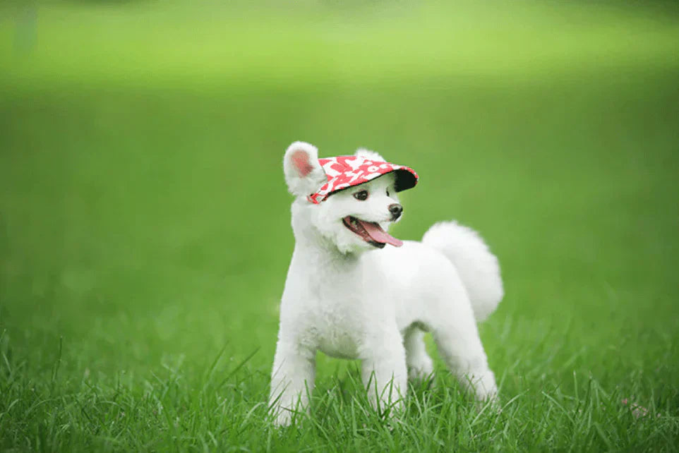 Cappello per Cani con Visiera Stile - SunnyPaws