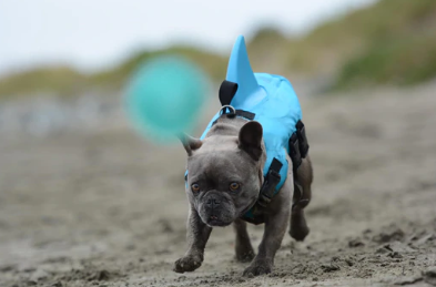 Giubbotto di Salvataggio per Cani - AquaPup