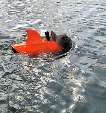 Giubbotto di Salvataggio per Cani - AquaPup