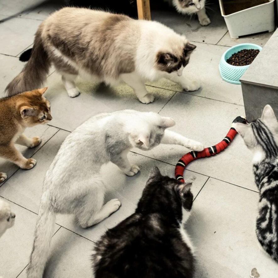 Giocattolo per Caccia per Gatti - SlitherPlay