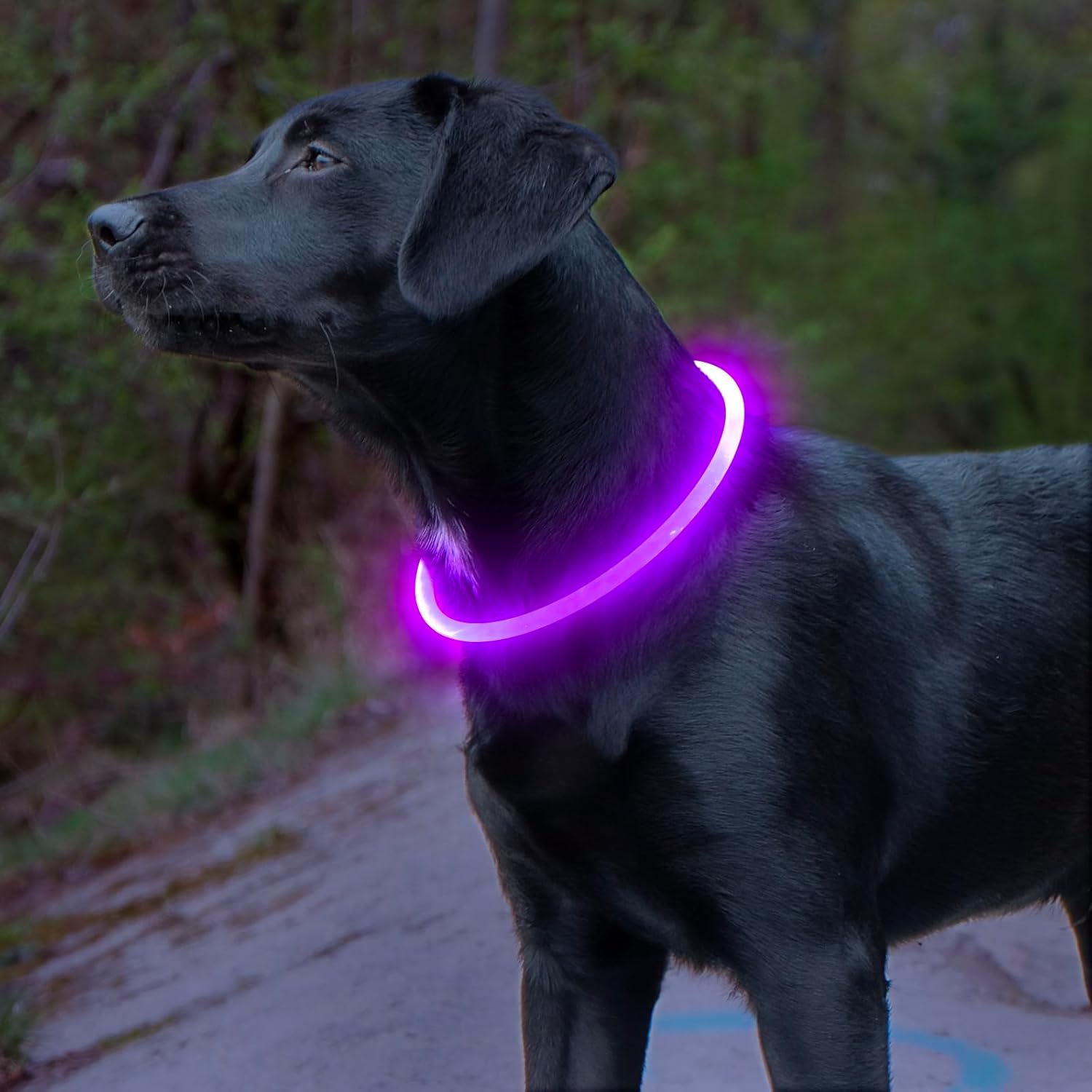 Collare per Cani GlowSafe LED – Luce di Sicurezza Ricaricabile USB