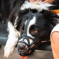 SafeBark • Muselière pour chiens