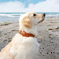 SafeTrack • Collar para Perros Premium con AirTag